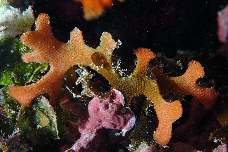 Smittina cervicornis